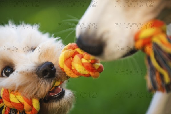Close-up of Maltipoo puppy and Beagle dog tugging on a rope toy with excitement on a green background, Graz, Austria