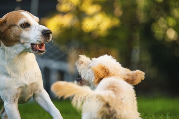 Maltipoo puppy and Beagle dog interacting playfully in a garden with a green background, Graz, Austria