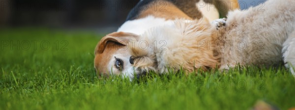 Maltipoo puppy and Beagle dog lying on green grass, appearing playful yet calm, in an outdoor scene, Graz, Austria