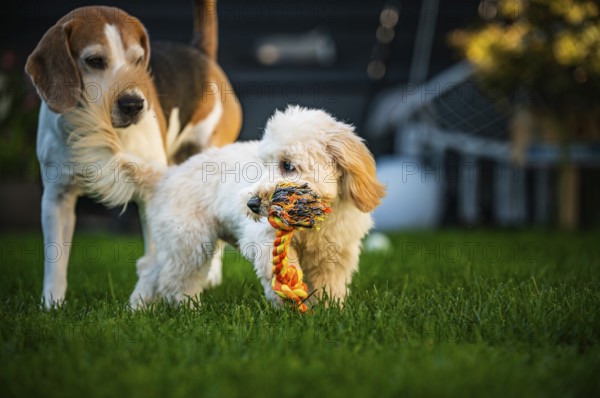 Maltipoo puppy and Beagle dog playing with a rope toy in a vibrant backyard setting, Graz, Austria