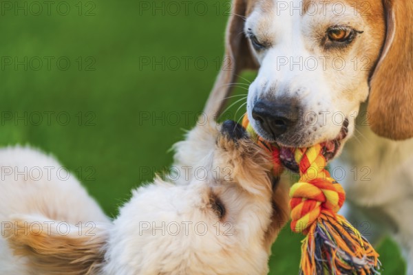 Maltipoo and Beagle dogs playing tug-of-war with a colorful rope toy on green grass, Graz, Austria
