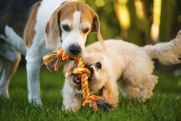 Maltipoo and Beagle dogs playing tug-of-war with an orange rope toy, Graz, Austria