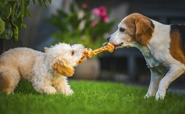 Maltipoo and Beagle dogs intensely playing tug-of-war, enjoying outdoor fun, Graz, Austria