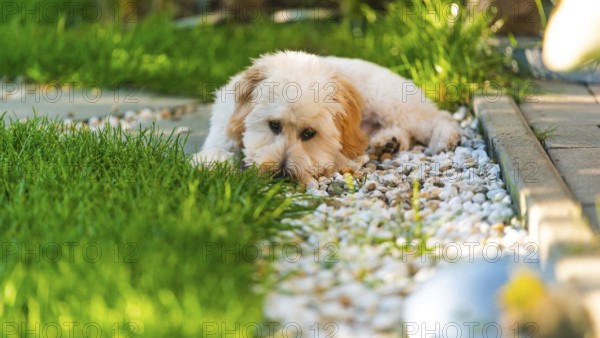 A Maltipoo dog lying on pebbles beside the grass, appearing thoughtful, Graz, Austria