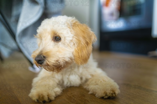 A fuzzy beige Maltipoo dog gazes to the side indoors, emanating calm curiosity amidst soft lighting, Graz, Austria