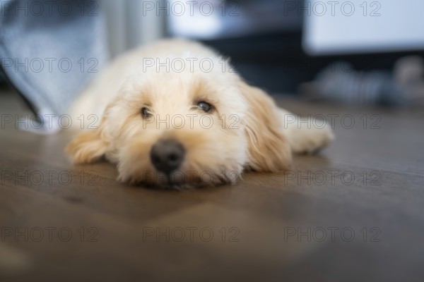 A beige Maltipoo dog relaxes indoors on a wooden floor, with a tranquil atmosphere and an unfocused background, Graz, Austria