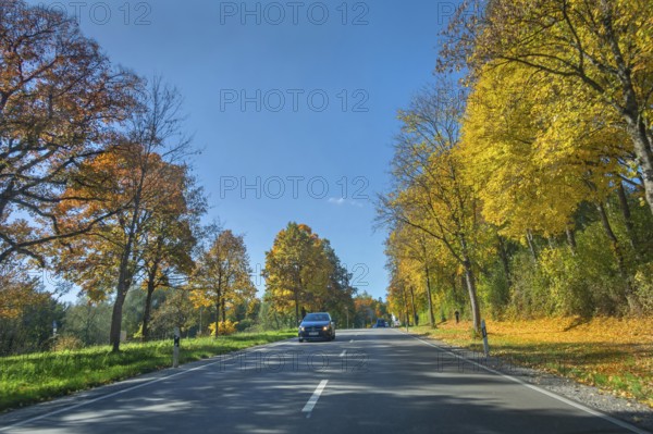 Country road and autumn-colored deciduous trees, Kempten, Swabia, Bavaria, Germany