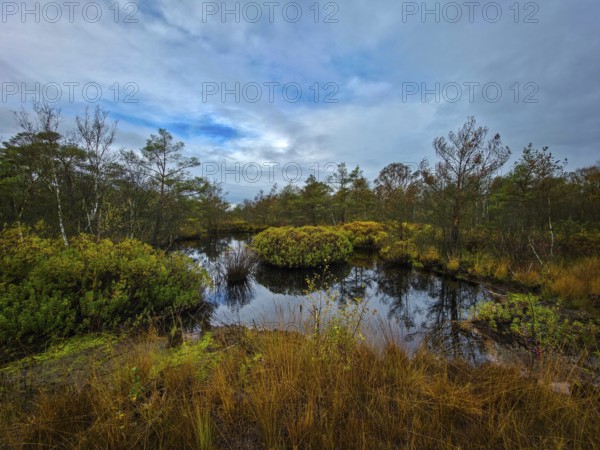 A still body of water in a moor surrounded by trees under an overcast sky, The Holler Moor in 27804 Berne, Lower Saxony, Germany