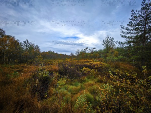 An extensive autumn landscape under a cloudy sky with lively vegetation, The Holler Moor in 27804 Berne, Lower Saxony, Germany
