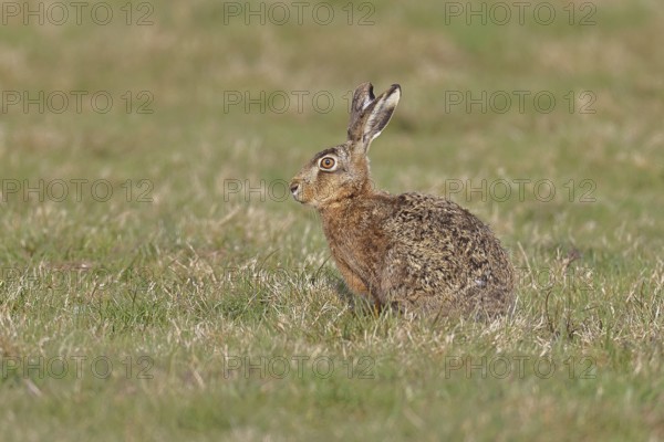 Brown hare (Lepus europaeus) sitting in a meadow, North Rhine-Westphalia, Germany