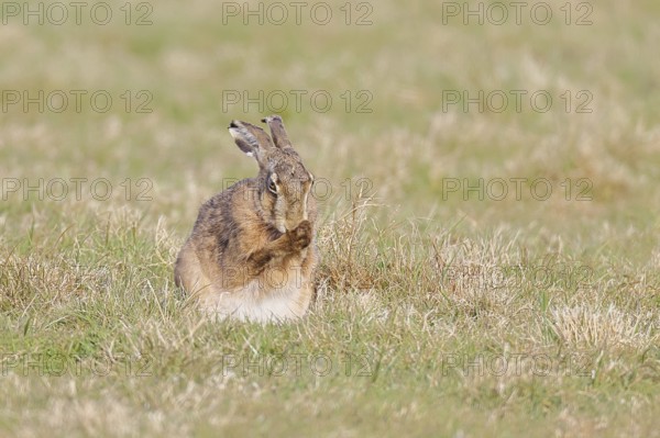 Brown hare (Lepus europaeus) sitting in a meadow and cleaning itself, North Rhine-Westphalia, Germany