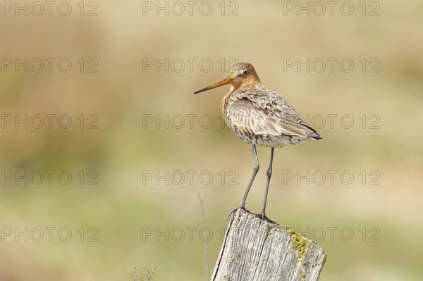 Blacktail (Limosa limosa), sitting room, on a fence post, snipe birds, wildlife, nature photography, wetland, ox moor, Dümmer See, Lembruch, Lower Saxony, Germany