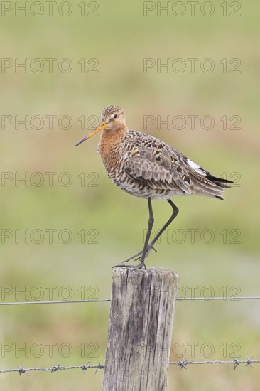 Blacktail (Limosa limosa), sitting room, on a fence post, snipe birds, wildlife, nature photography, wetland, ox moor, Dümmer See, Lembruch, Lower Saxony, Germany