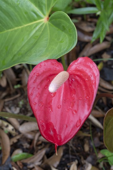 A bright red anthurium (Anthurium andraeanum) with a white flask (Spadix) and dew drops on the heart-shaped bract dominates a close-up, surrounded by large, dark green leaves and moist, brown forest soil, La Reunion, France