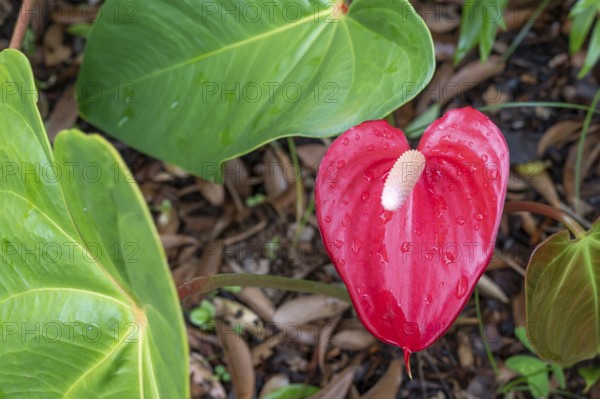 A bright red anthurium (Anthurium andraeanum) with a white flask (Spadix) and dew drops on the heart-shaped bract dominates a close-up, surrounded by large, dark green leaves and moist, brown forest soil, La Reunion, France