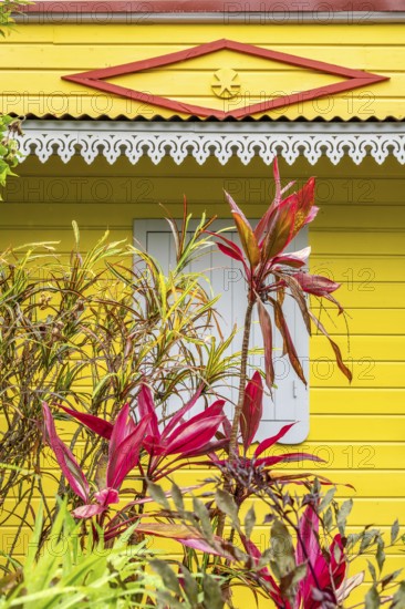 Typical Creole architecture of a house with a yellow wooden façade, white lambrequin over a window and a red rhombus as a magic eye, while bright red and green tropical plants fill the foreground, Entre-Deux, Highlands, La Reunion, France