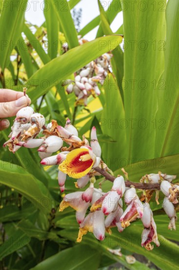 Close-up of red ginger (Alpinia purpurata) inflorescences with showy, white-pink bracts and yellow-red lip held by a hand against a backdrop of large, bright green leaves in a tropical garden, Entre-Deux, La Reunion, France