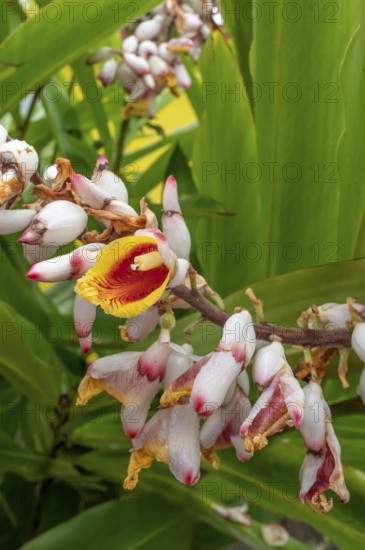 Close-up of red ginger (Alpinia purpurata) inflorescences with eye-catching, white-pink bracts and yellow-red lip, against a backdrop of large, bright green leaves in a tropical garden, Entre-Deux, La Reunion, France