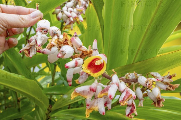 Close-up of red ginger (Alpinia purpurata) inflorescences with showy, white-pink bracts and yellow-red lip held by a hand against a backdrop of large, bright green leaves in a tropical garden, Entre-Deux, La Reunion, France