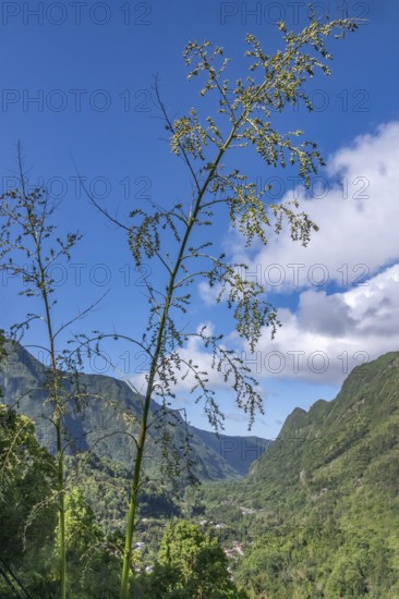 The view from Department 52 (D52) into Cirque de Salazie shows the deep, tropical green valley, whose steep rempart rock faces rise under a blue sky with bright clouds, while flower-bearing plant stems in the foreground form a natural framework for the embedded villages at the bottom of the valley, Cirque de Salazie, Tropical Highlands, La Reunion, France