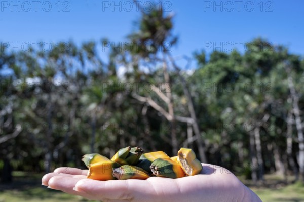 A hand holds a small cluster of yellow-orange and green fruit segments of Vacoas (Pandanus utilis), taken against the blurred background of the tropical forest on the edge of the black lava coast, Cap Mechant, South Coast, La Reunion, France