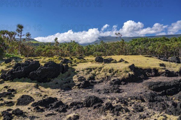 Typical vegetation of the landscape from Cap Mechant with black lava rocks, conquered here and there by thin vegetation that merges into a thick border of Pandanus trees (Vacoas), while a bright cloud wall on the horizon covers the volcanic hills, Cap Mechant, South Coast, La Reunion, France