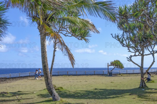 Two tropical palm trees (Cocos nucifera) and a pandanus tree (Vacoas) frame a wide grassy area at Cap Mechant, where a wooden border provides a view of the deep blue Indian Ocean and two people walk here while their child climbs a pandanus palm tree, Cap Mechant, South Coast, La Reunion, France