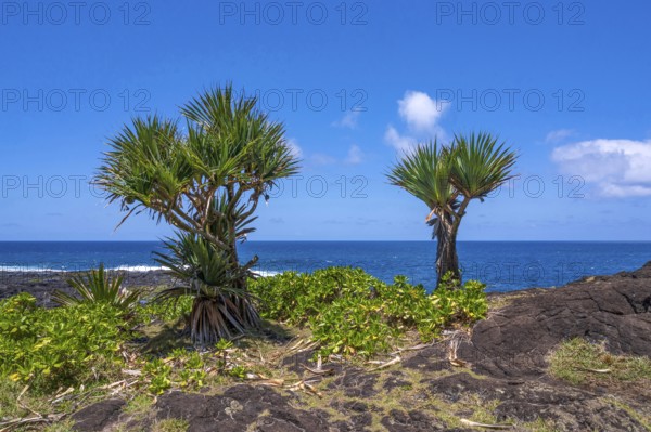 Two pandanus trees (Vacoas) with characteristic, sparpy branches and green fan-like leaves stand amidst low coastal vegetation and black lava rocks, while the deep blue Indian Ocean dominates the horizon under a bright sky with white clouds, Marine de Vincendo, South Coast, La Reunion, France