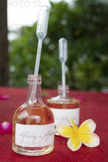 Two small, transparent glass bottles with a pipette-shaped cap contain amber-colored essential oil and are provided with handwritten labels (ylang-ylang), next to them is a frangipani flower on a red surface as a symbol of perfume production on the island, C.A.H.E.B. (Cooperative Agricole de Huiles Essentielles de Bourbon), Le Tampon, La Reunion, France