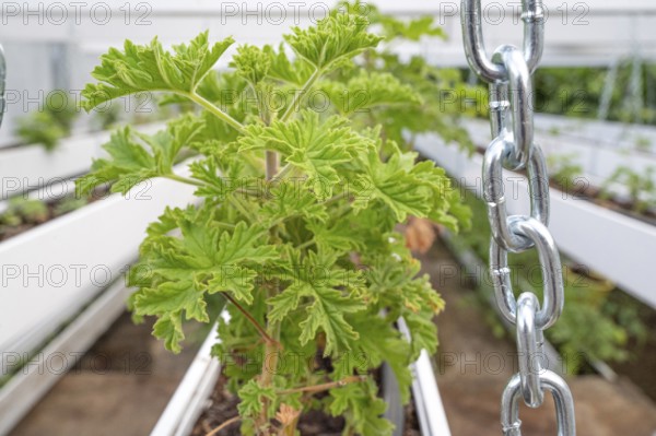 Close-up of healthy green geranium plant (pelargonium) with its serrated leaves in a breeding facility (growth house) with silver chains and white planters in the foreground, taken at the C.A.H.E.B. (Cooperative Agricole de Huiles Essentielles de Bourbon), Le Tampon, La Reunion, France