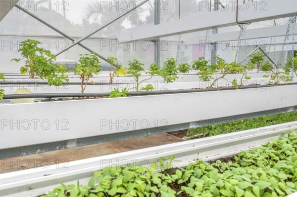 Healthy, green geranium plant (pelargonium) with its serrated leaves in a breeding facility (gewaxhouse) with silver chains and white planters in the foreground, taken on the grounds of C.A.H.E.B. (Cooperative Agricole de Huiles Essentielles de Bourbon), Le Tampon, La Reunion, France
