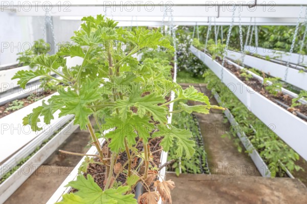 Close-up of healthy, green geranium plant (pelargonium) with its serrated leaves in a breeding facility (growth house) with silver chains and white planters in the foreground, taken on the grounds of C.A.H.E.B. (Cooperative Agricole de Huiles Essentielles de Bourbon), Le Tampon, La Reunion, France