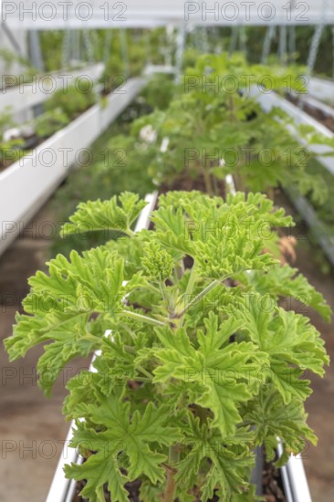Close-up of healthy, green geranium plant (pelargonium) with its serrated leaves in a breeding facility (growth house) with silver chains and white planters in the foreground, taken on the grounds of C.A.H.E.B. (Cooperative Agricole de Huiles Essentielles de Bourbon), Le Tampon, La Reunion, France