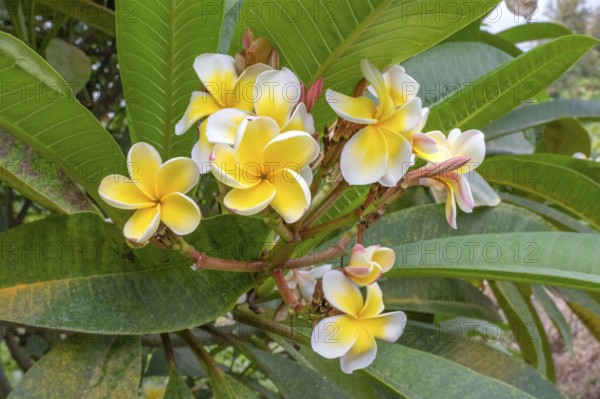 Cluster of white and bright yellow flowers of frangipani (Plumeria) with their characteristic thick-fleshed leaves, which is grown on La Reunion as an important ornamental shrub and for perfume production, Le Tampon, Highlands, La Reunion, France
