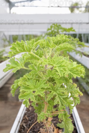 DSC_9986 Close-up of healthy green geranium plant (pelargonium) with its serrated leaves in a growing facility (growth house) with silver chains and white planters in the foreground, taken on the grounds of C.A.H.E.B. (Cooperative Agricole de Huiles Essentielles de Bourbon), Le Tampon, La Reunion, France
