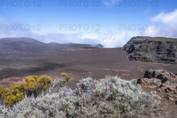 View from Pas de Bellecombe on the Route du Volcan of the Enclos Fouque caldera with rust-red volcanic soil and black lava fields, surrounded by silvery Branle Blanc and a yellow-blooming bush in the foreground in front of the fog-shrouded Rempart rock walls, Pas de Bellecombe, Highlands, La Reunion, France