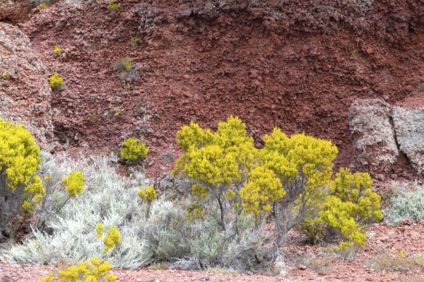 Detail of the flanks along the Route du Volcan with intense yellow-green and silver-colored plants growing on the characteristic rust-red volcanic soil of the highlands towards Piton de la Fournaise, Bourg-Murat, Route du Volcan, Piton de la Fournaise, La Reunion, France