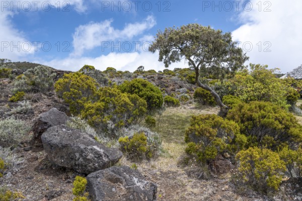 A crooked tree, presumably tamarin of the skin) dominates a slope covered with thick, yellow-green and silvery-gray highland bushes (maquis from Branle vert and Branle blanc), while large, black lava rocks and a sandy path shape the volcanic landscape in the foreground, Bourg-Murat, Route du Volcan, Piton de la Fournaise, La Reunion, France