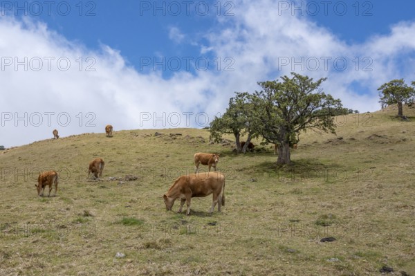 Several reddish brown cattle (breed: Limousin) graze on a green mountainside in the high pasture landscape of the Plaine des Cafres with scattered trees under a partly cloudy blue sky, Bourg-Murat, Route du Volcan, Plaine des Cafres, La Reunion, France