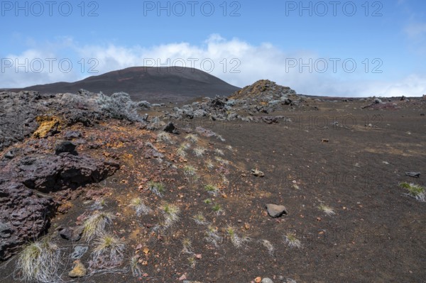 The barren volcanic landscape on the Route du Volcan shows the dark lava soil of the Plaine des Sables, interspersed with rust-red rocks, sparse grasses and silvery highland bushes (Branle blanc) in the foreground, while a large, black-brown volcanic cone dominates the horizon under a blue sky, Plaine des Sables, Highlands, La Reunion, France