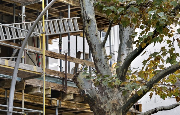 Sycamore tree with cut branch, space for scaffolding on a new building of a house, Berlin, 28.10.2025, Germany