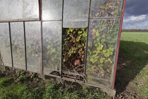 Abandoned greenhouse of a nursery, interior completely overgrown, Lost Place, Düsseldorf, North Rhine-Westphalia, Germany