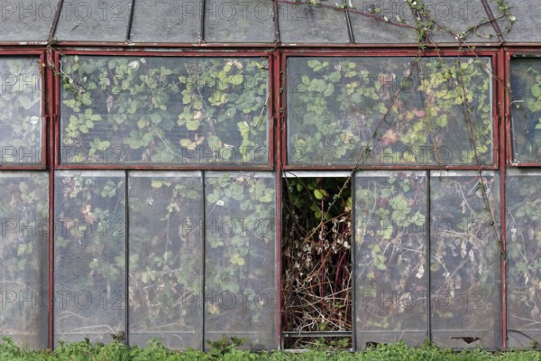 Abandoned greenhouse with broken window, view of the completely overgrown interior, Lost Place, Düsseldorf, North Rhine-Westphalia, Germany