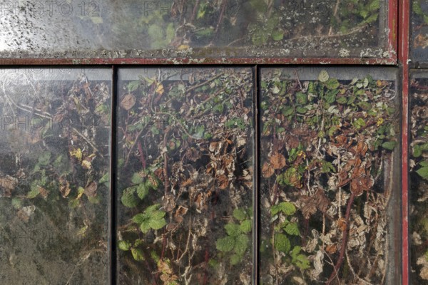 Abandoned greenhouse of a nursery, view of the completely overgrown interior, Lost Place, Düsseldorf, North Rhine-Westphalia, Germany