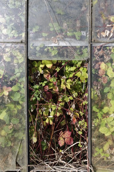 Abandoned greenhouse with broken window, view of the completely overgrown interior, Lost Place, Düsseldorf, North Rhine-Westphalia, Germany
