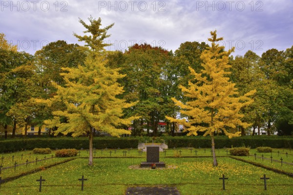 Ginkgo or ginko (ginkgo biloba) at the western cemetery in Augsburg, administrative district of Swabia, Bavaria, Germany