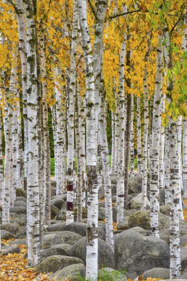 Birch trees (Betula) in a municipal park in Augsburg, administrative district of Swabia, Bavaria, Germany