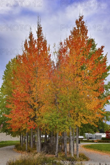 Aspen, (Populus tremula) in an urban park in Augsburg, administrative district of Swabia, Bavaria, Germany