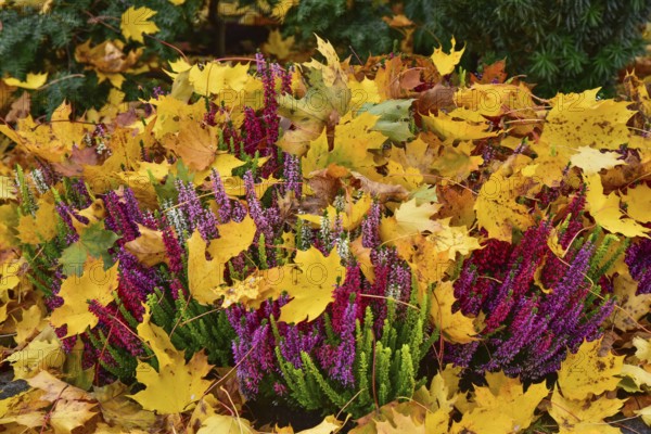 Broom heath (Calluna vulgaris) or Erika covered with autumn leaves in a cemetery in Bavaria, Germany