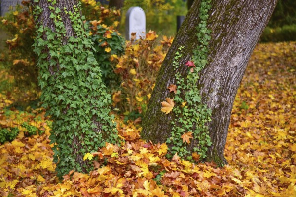 Ivy (Hedera helix) on a tree in a cemetery in Bavaria, Germany